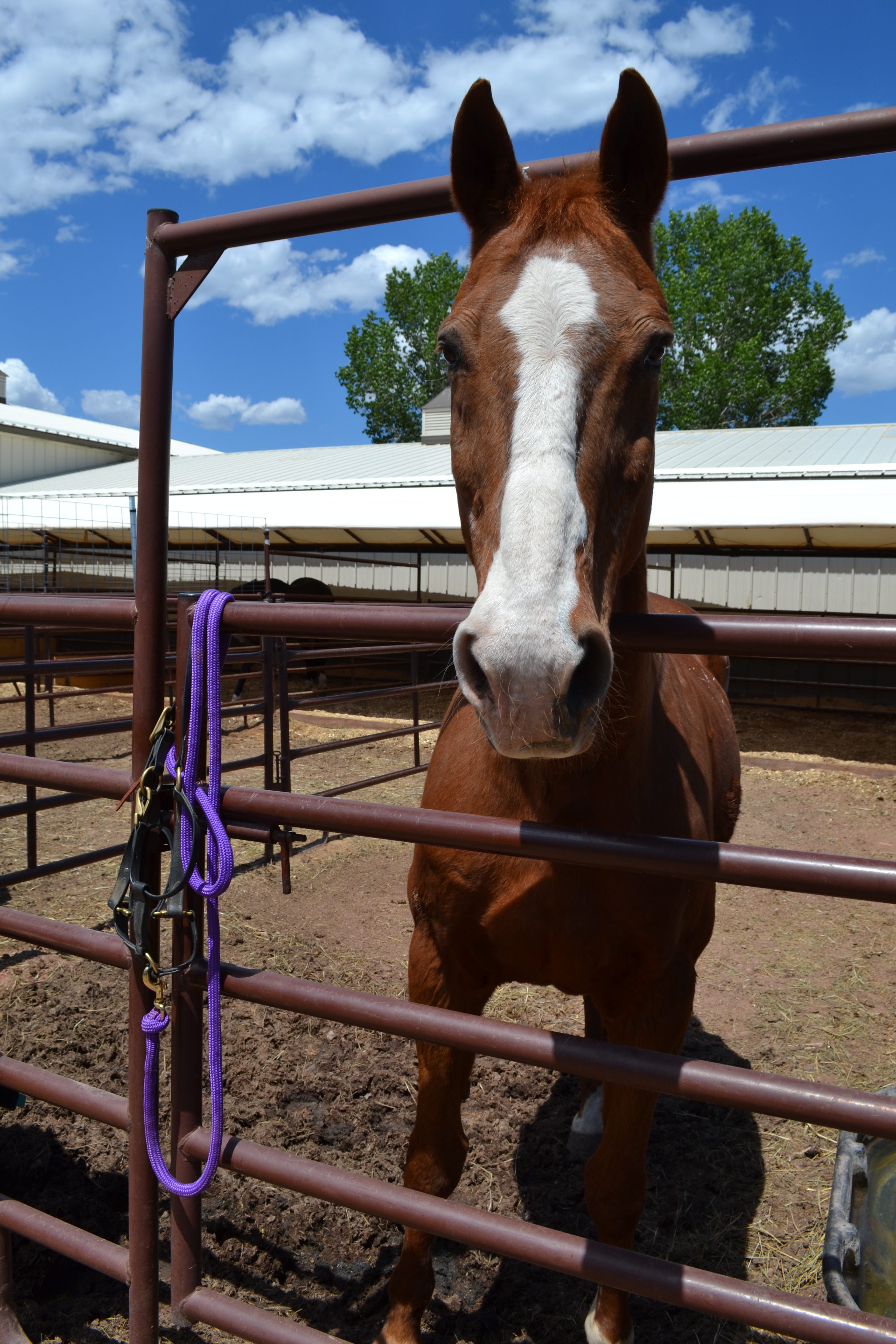 Accepting and respecting animal communication